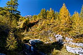 Sentiero naturalistico del Lucomagno (Svizzera). Larici.
